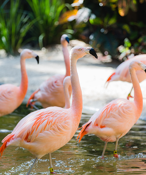 Sunken Garden Flamingos